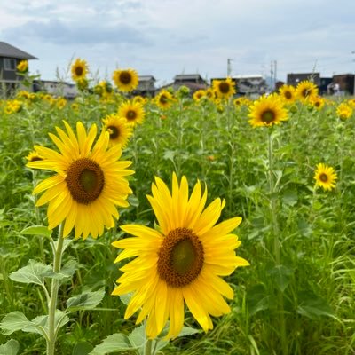 basedojun's profile picture. 2023年4月、居宅ひとりケアマネで独立。ぱあとなあに所属し成年後見は10年目。資格:主任介護支援専門員・社会福祉士・介護福祉士。