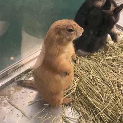 mochipudding3's profile picture. I'm a prairie dog‼