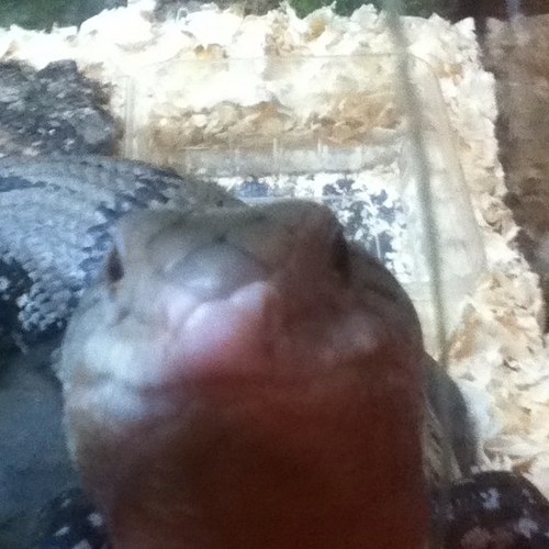 benlolz's profile picture. 