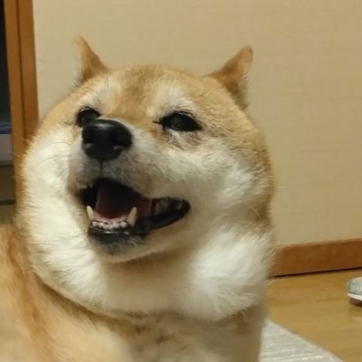 AtTakahito's profile picture. アダムスキーのインストズキーです。
豆柴のはな♀14歳と暮らしています。
ADAM at, The Hey Song, JABBERLOOP,TRI4TH, QOOPIEなどが好物。