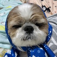 なべちゃん (@momomoron1) 's Twitter Profile Photo なべちゃん (@momomoron1) 's Twitter Profile Photo