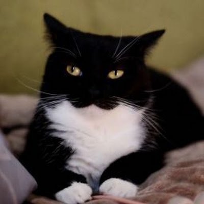 Mikoyanyuuk's profile picture. I LOVE BELGIUM 🗣️🗣️🇧🇪🇧🇪🦅🦅

- Random reposts of stuff i like
- sometimes shitty memes edit