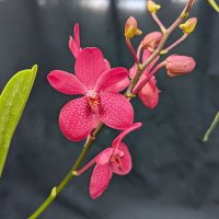 Power Flowers (@powerflowers0v0) 's Twitter Profile