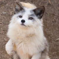 あしゅ (@ashu_val) Twitter profile photo