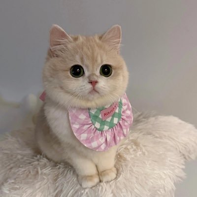 ᴍᴄɢᴇᴇᴊᴀʏᴇ ʕ·ᴥ·ʔ Profile