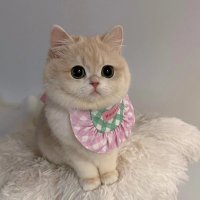 ᴍᴄɢᴇᴇᴊᴀʏᴇ ʕ·ᴥ·ʔ (@mjmcgeejaye) 's Twitter Profile