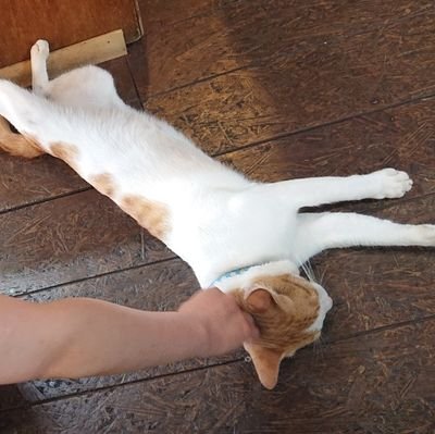 ganejyongo's profile picture. 