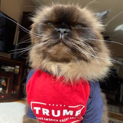 serafina419's profile picture. 