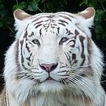 NellyDogChild's profile picture. 