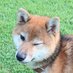 柴犬もこ (@moco_mokkuriko) Twitter profile photo 柴犬もこ (@moco_mokkuriko) Twitter profile photo