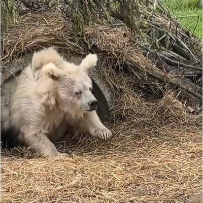 wondger's profile picture. NIE-ALI-AI