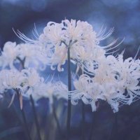 橘 清華 (@tatibana_kiyoka) 's Twitter Profile Photo