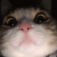 skiies (@jnoleeyz) 's Twitter Profile