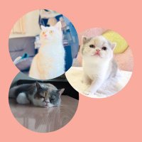 しゅねーとこうめとぽむ (@syune0112) 's Twitter Profile