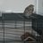 johansen__79's profile image