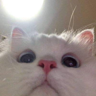 maydayshengxia's profile picture. 生于1991／群众／云吸猫人士/贵州土著/6年上海券商中后台搬砖/现混吃等死中