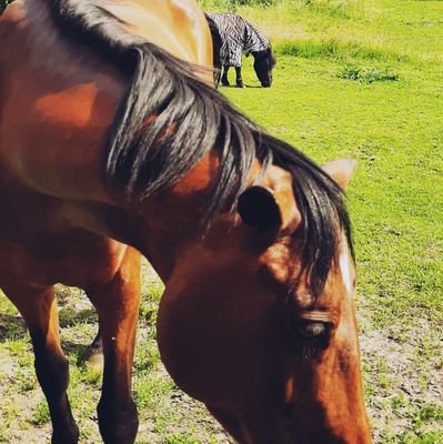Der Mensch hinter den Worten. Angestellte von 2 Pferden, einem Hund, 32 Hühnern und einigen Wildtieren auf dem eigenen #Lebenshof. ♥ Ein Leben für die Tiere! 🍀