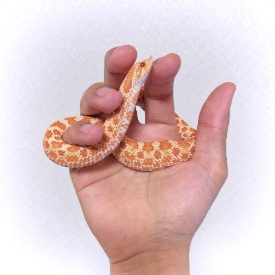 生き物の飼育情報や生態を共有したい人
飼育中デカい順→シシバナ、ヤスデ、ウパルパ、ムカデ、レオパ、サソリ、オオバクチ、タランチュラ、ヘルメットゲッコー、サラマンダー、アオガエル、熱帯魚(少々)、ワラダン、その他奇虫
配信(雑談・モンハン等):@4ca_Game
作曲(ボカロ):@4ca_Compose