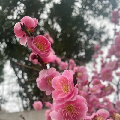 liskanashiro's profile picture. 