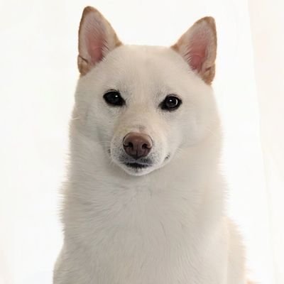 白柴犬まんまるさんのプロフィール画像