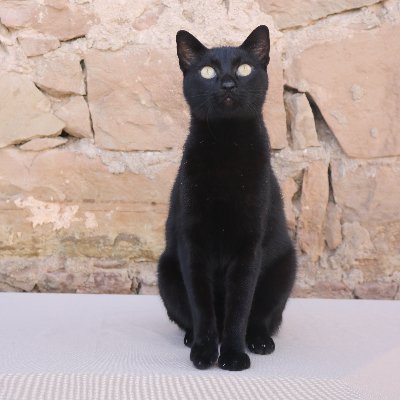 cattusdeiesso's profile picture. El gat negre de Iesso (Guissona)