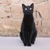 cattusdeiesso (@cattusdeiesso) Twitter profile photo cattusdeiesso (@cattusdeiesso) Twitter profile photo