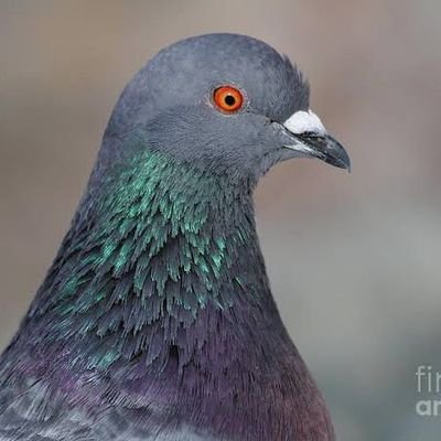 4tunate87's profile picture. A father, teacher and  learner.