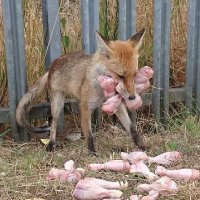 🦊 (@foxgod___) 's Twitter Profile Photo