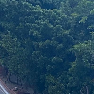 chickencurryfav's profile picture. 