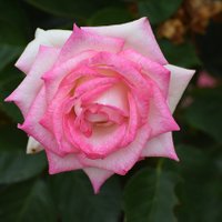 melonð (@meloncantaloup1) 's Twitter Profile