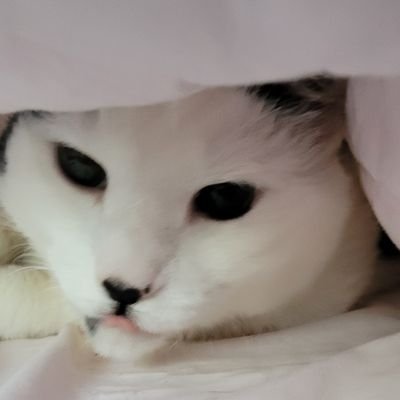 DeviousKitten27's profile picture. I play dbd and I've got Feng Min at P100 currently tryna get Yun Jin and Vittorio🐱
https://t.co/y2bB7A6SMs