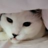 DeviousKitten27's profile picture. I play dbd and I've got Feng Min at P100 currently tryna get Yun Jin and Vittorio🐱
https://t.co/y2bB7A6SMs