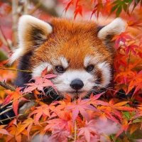 Julien Lausson (@foxteh) 's Twitter Profile