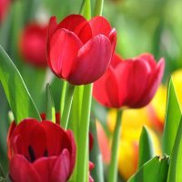 sifatuddin19901's profile picture. If you want your own good, then do good to others...