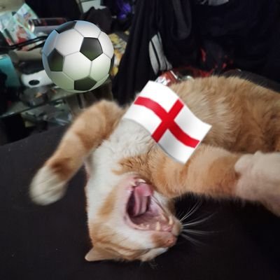 Mephi, Frieda, Sid and Sir Peter Pan are #TeamAustria - the proud ambassacats for Austria. Barbara (her mum) helps organise their account.
blue_anime_cat