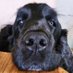 Dennis Rosenbach (@rosenbach74) Twitter profile photo Dennis Rosenbach (@rosenbach74) Twitter profile photo