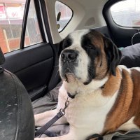 Libertree (@ahomeforlayla) 's Twitter Profile