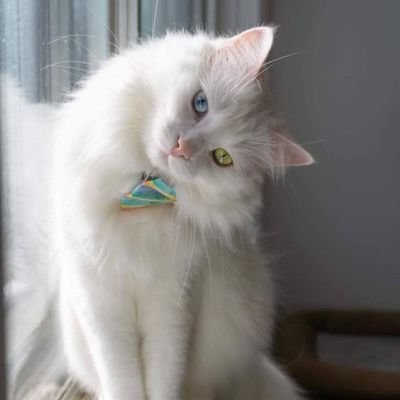 Reema83716489's profile picture. ‏‏تبَسَّمْ وابذُلِ المَعروفَ دَوْماً
‏وكُن سَمْحاً بما فيه الكفايةْ

‏جَمالُ الشِّكلِ مَطلوبٌ ولكن
‏جَمالُ الرُّوح أولىٰ بالعنايةْ