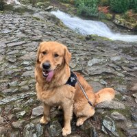 Tigerforce (@tigerforcernu) 's Twitter Profile