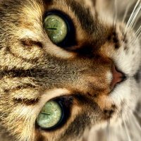 Hula Kitty (@tmfbac) 's Twitter Profile