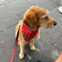Errol Flynn’s Wig (@auldbassfella) 's Twitter Profile Photo Errol Flynn’s Wig (@auldbassfella) 's Twitter Profile Photo