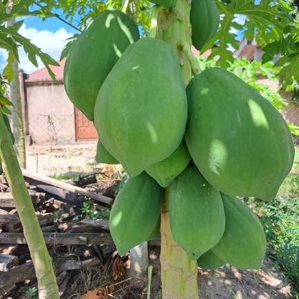 AlexLeocard's profile picture. Fungomali