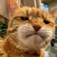 OneTwoThree (@inuiz666) 's Twitter Profile