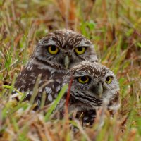 sharon wilcox (@ancientaconite) 's Twitter Profile