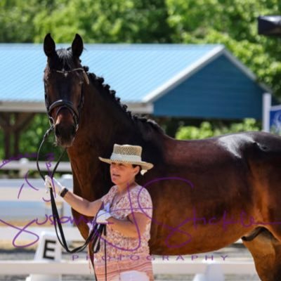 Ridedressage24's profile picture. 