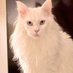 Milo (@handsomeboymilo) Twitter profile photo Milo (@handsomeboymilo) Twitter profile photo