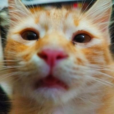 nakth111's profile picture. Guns. ✨17✨ | Gun models | Male |