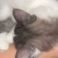 𓆩 ℛeham‏ ‏‏𓆪‏ 🖤 (@rr_i2ii) Twitter profile photo