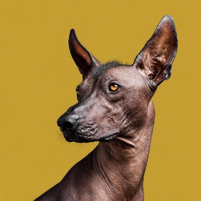 redxolo9791's profile picture. 