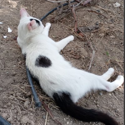 BuyukDioni62596's profile picture. 